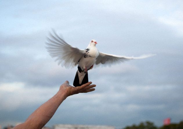 Bye Bye Birdy!